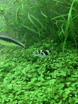 Gino C. review photo