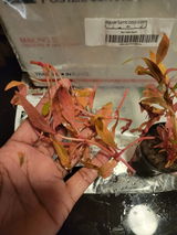 Javanda B. review photo