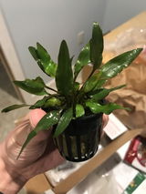 G.C. review photo