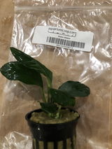 Don S. review photo