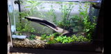 Charles H. review photo