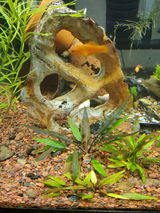 Isaiah J. review photo