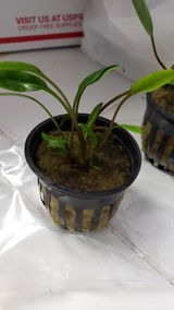 Marya R. review photo