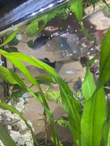 Moni review photo