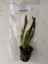Colin O. review photo