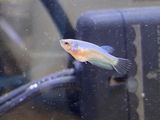 Jason K. review photo