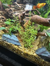 cami h. review photo