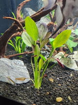 Ruben review photo
