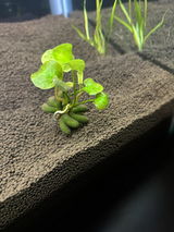 Alonzo review photo