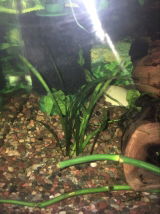 Anthony G. review photo