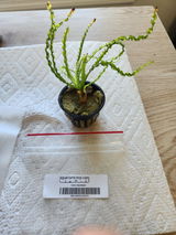 Tyler S. review photo