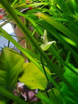 A.S. review photo