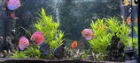 Viorel M. review photo