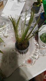 Arnam A. review photo