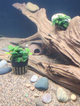 Ruben review photo