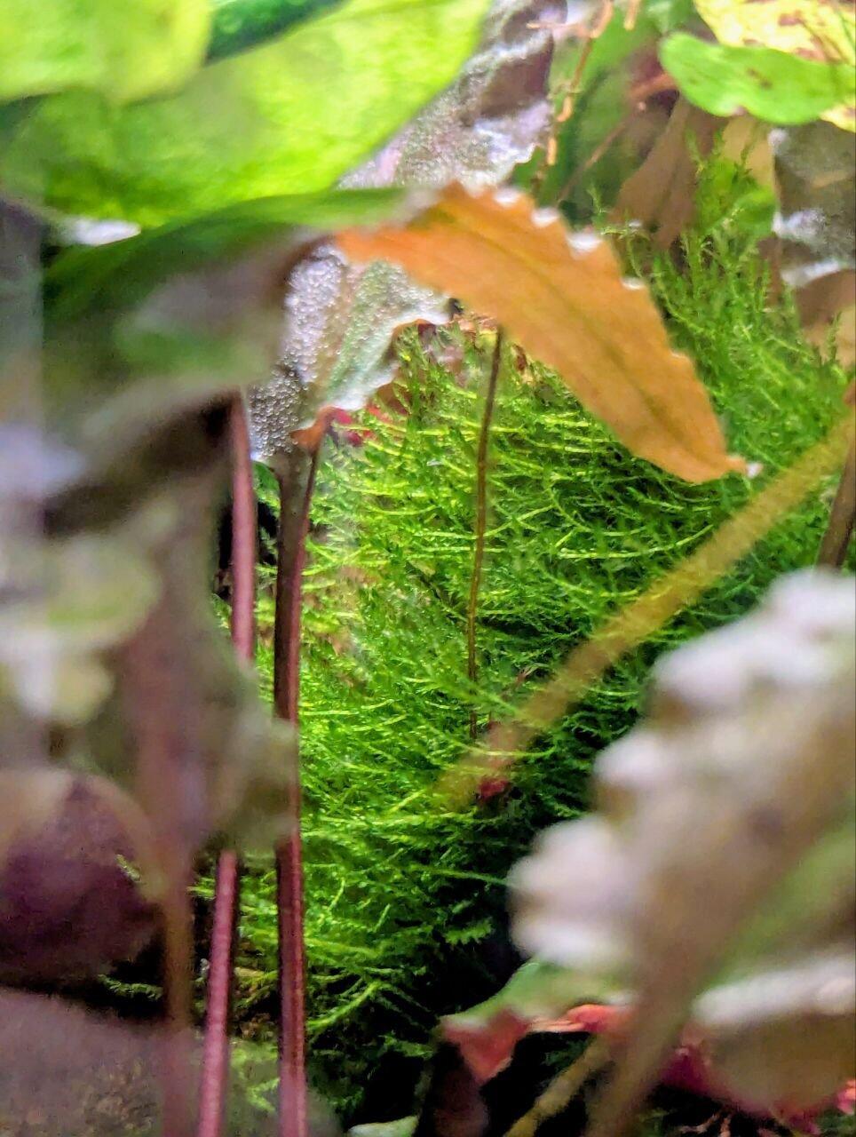 Taxiphyllum barbieri 'Bogor Moss' Tissue Culture | Live Aquarium
