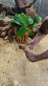 PJK (. review photo