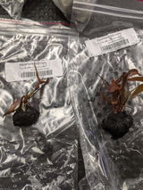 Carrie S. review photo