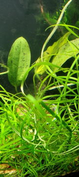 ketchumifucan review photo