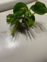 Marina review photo