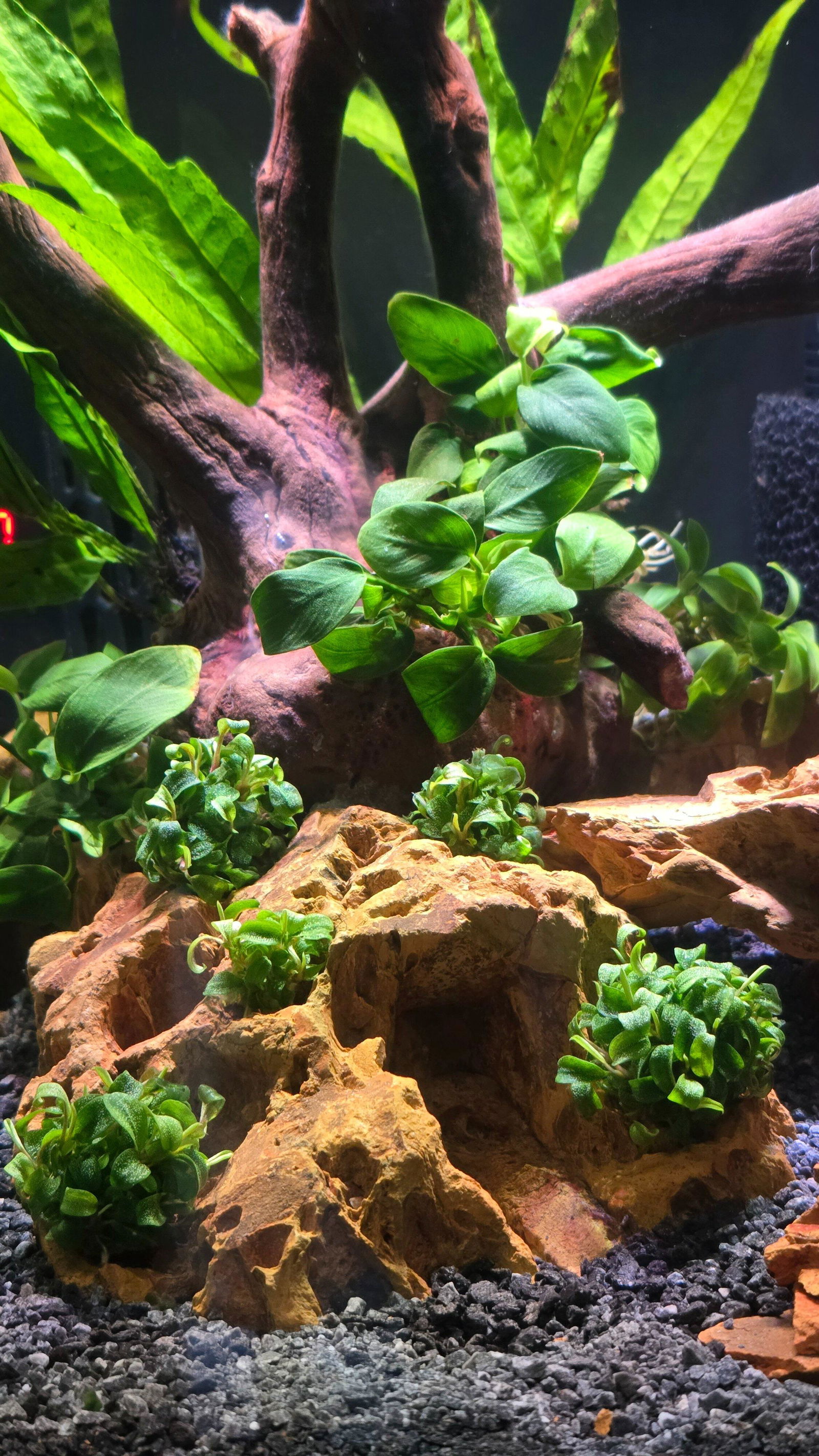 Bucephalandra 'Needle Leaf' Tissue Culture | Aquarium Plants for