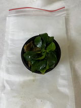 Kevin O. review photo