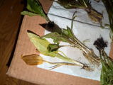 K S. review photo