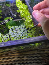 Lori review photo
