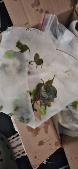 Kristopher S. review photo