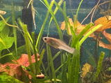 Lori review photo
