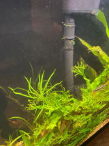 Ray review photo