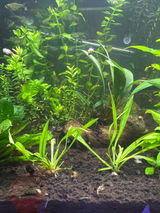 Opa’sfishdepot review photo