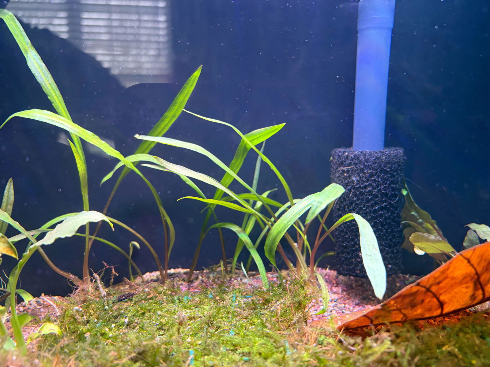 Cryptocoryne Spiralis | Aquarium Plant | Live Aquatic Plants for Cryptocoryne Spiralis | Aquarium Plant | Live Aquatic Plants for