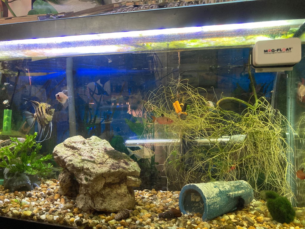 fish aquarium accessories mumbai Unbreakable Curved Tank DEAR PET Aquarium Decoration Log