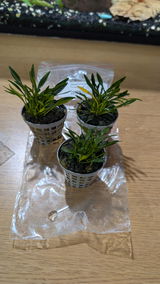 Eric S. review photo