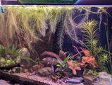 Fish G. review photo