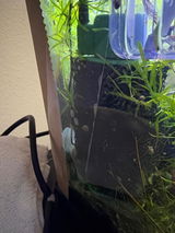 Lori review photo
