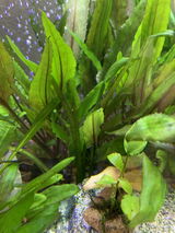 Osvaldo S. review photo