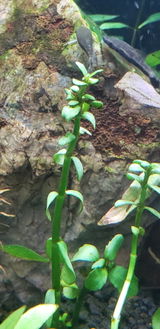 Gardenofedens review photo