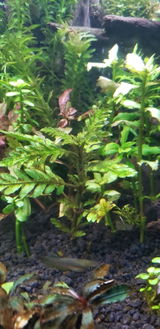 Gardenofedens review photo