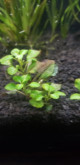 Gardenofedens review photo