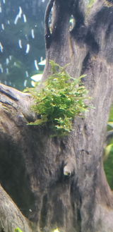Gardenofedens review photo