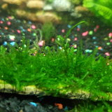 Fish M. review photo