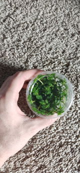 Dmytro review photo