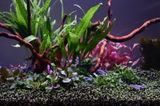 Dmytro review photo