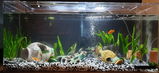 Fish m. review photo