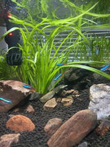 Shanan review photo