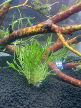 Shanan review photo