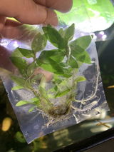 Chris C. review photo