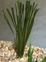 Ronald M. review photo